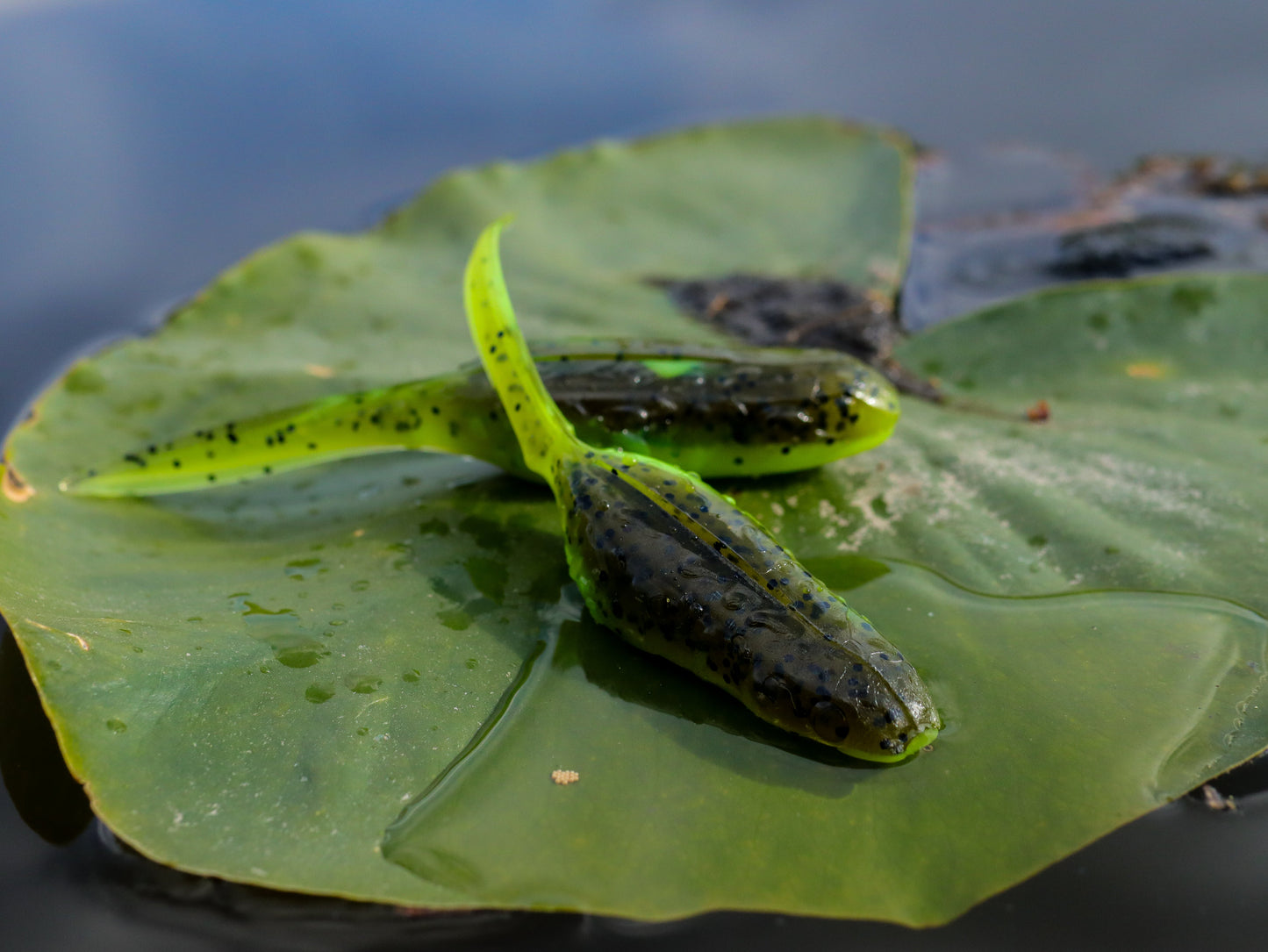 American Snakehead Customs Froglet
