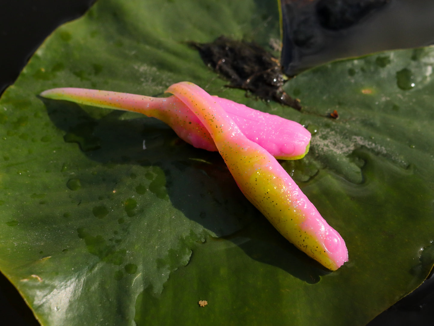 American Snakehead Customs Froglet