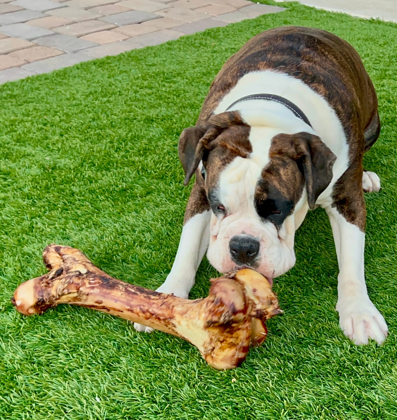 Bully Bunches - Monster Femur Bone