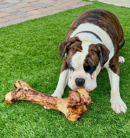 Bully Bunches - Monster Femur Bone
