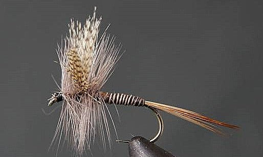 Stone Creek Red Quill