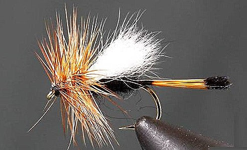 Stone Creek Rio Grand King Trude