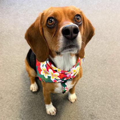 2 Hounds Design Aloha Dog Bandana