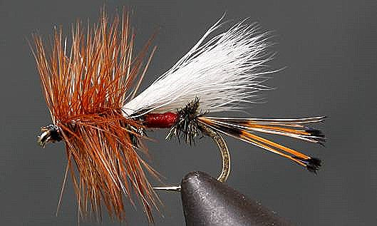 Stone Creek Royal Coachman - Trude