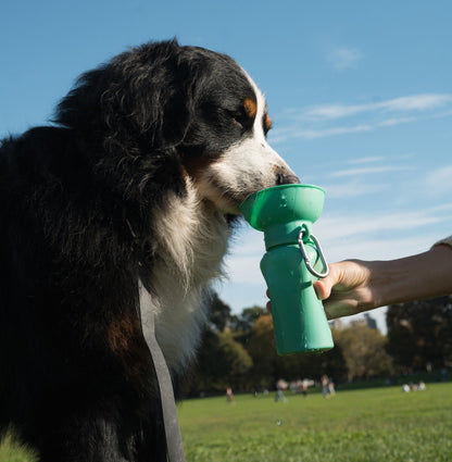 Springland Pets 20oz Flip Dog Travel Water Bottle