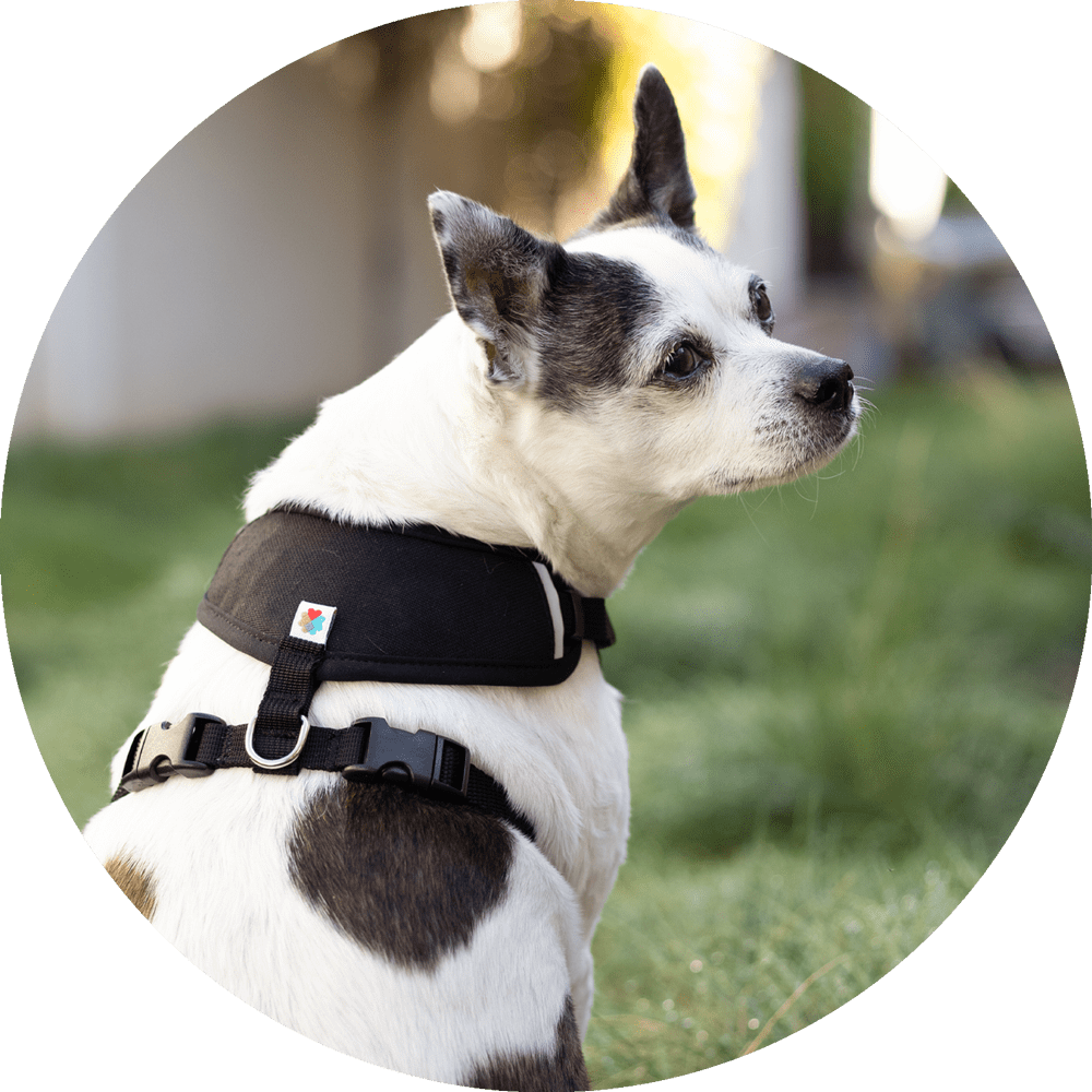 Wildebeest Sutro Snug Fit Dog Harness