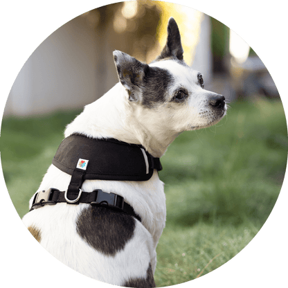 Wildebeest Sutro Snug Fit Dog Harness