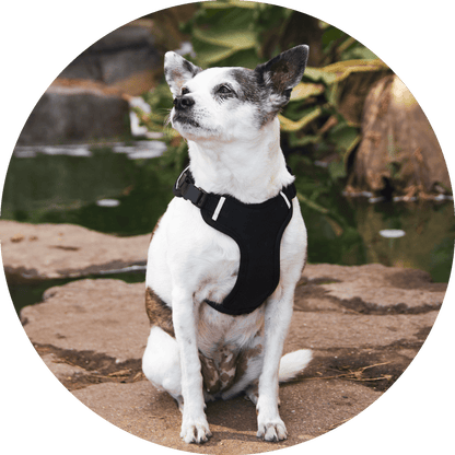 Wildebeest Sutro Snug Fit Dog Harness