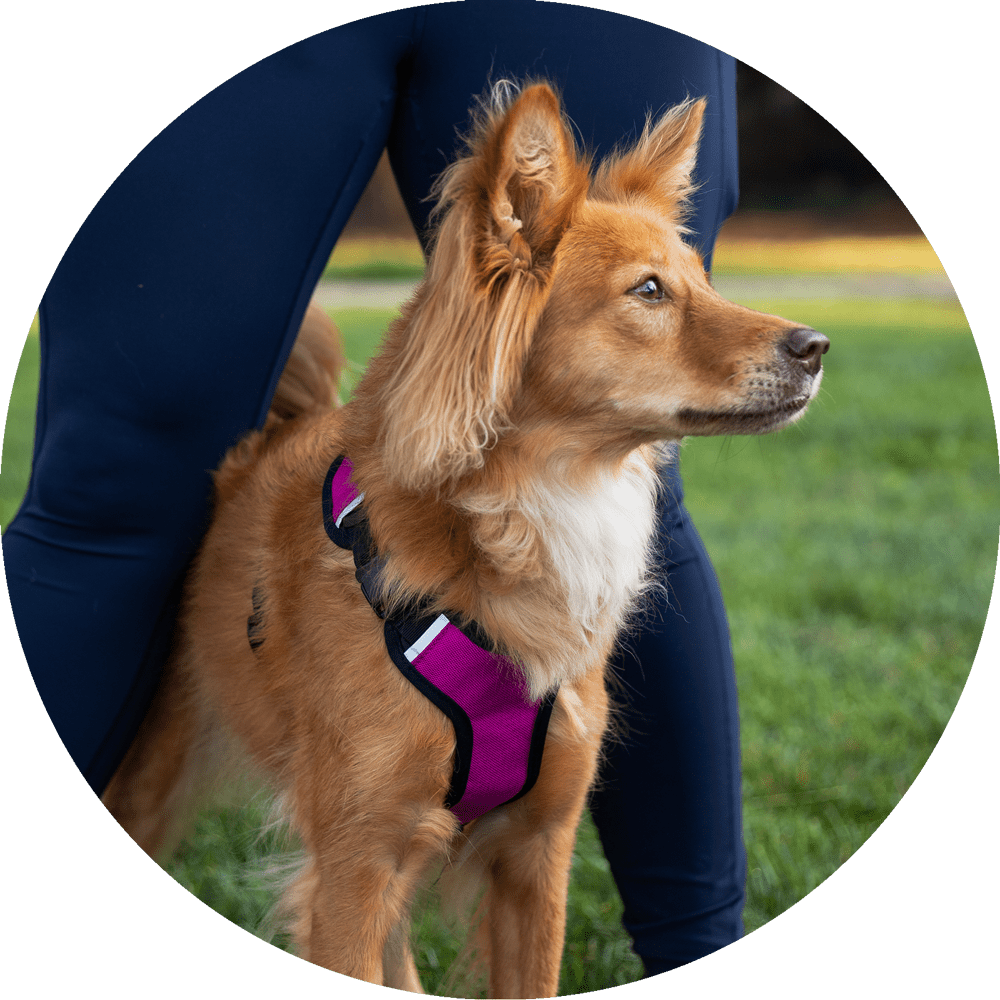Wildebeest Sutro Snug Fit Dog Harness
