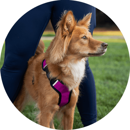 Wildebeest Sutro Snug Fit Dog Harness