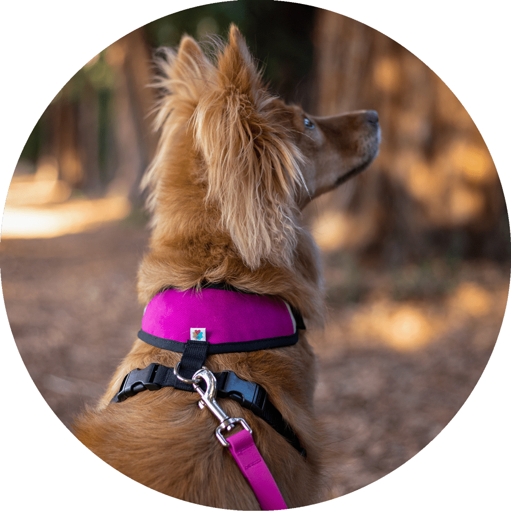 Wildebeest Sutro Snug Fit Dog Harness
