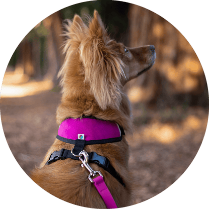 Wildebeest Sutro Snug Fit Dog Harness