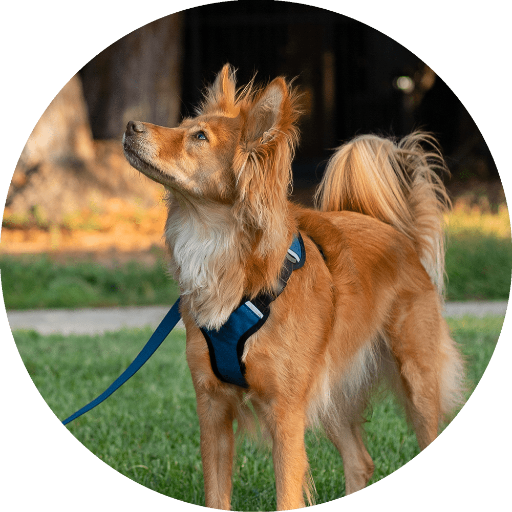 Wildebeest Sutro Snug Fit Dog Harness