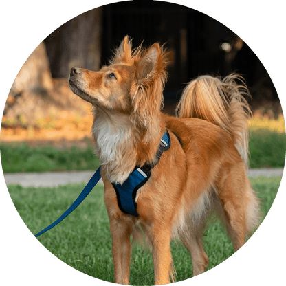 Wildebeest Sutro Snug Fit Dog Harness