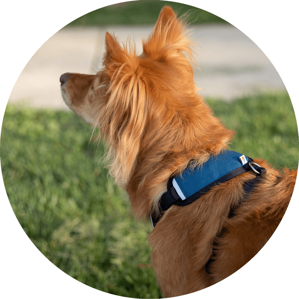 Wildebeest Sutro Snug Fit Dog Harness