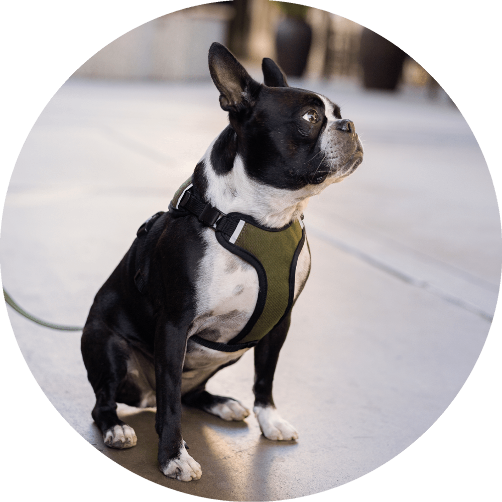 Wildebeest Sutro Snug Fit Dog Harness