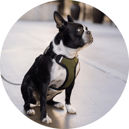Wildebeest Sutro Snug Fit Dog Harness