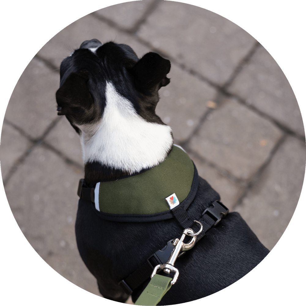 Wildebeest Sutro Snug Fit Dog Harness