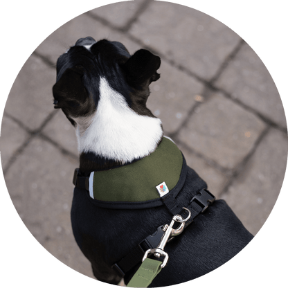Wildebeest Sutro Snug Fit Dog Harness