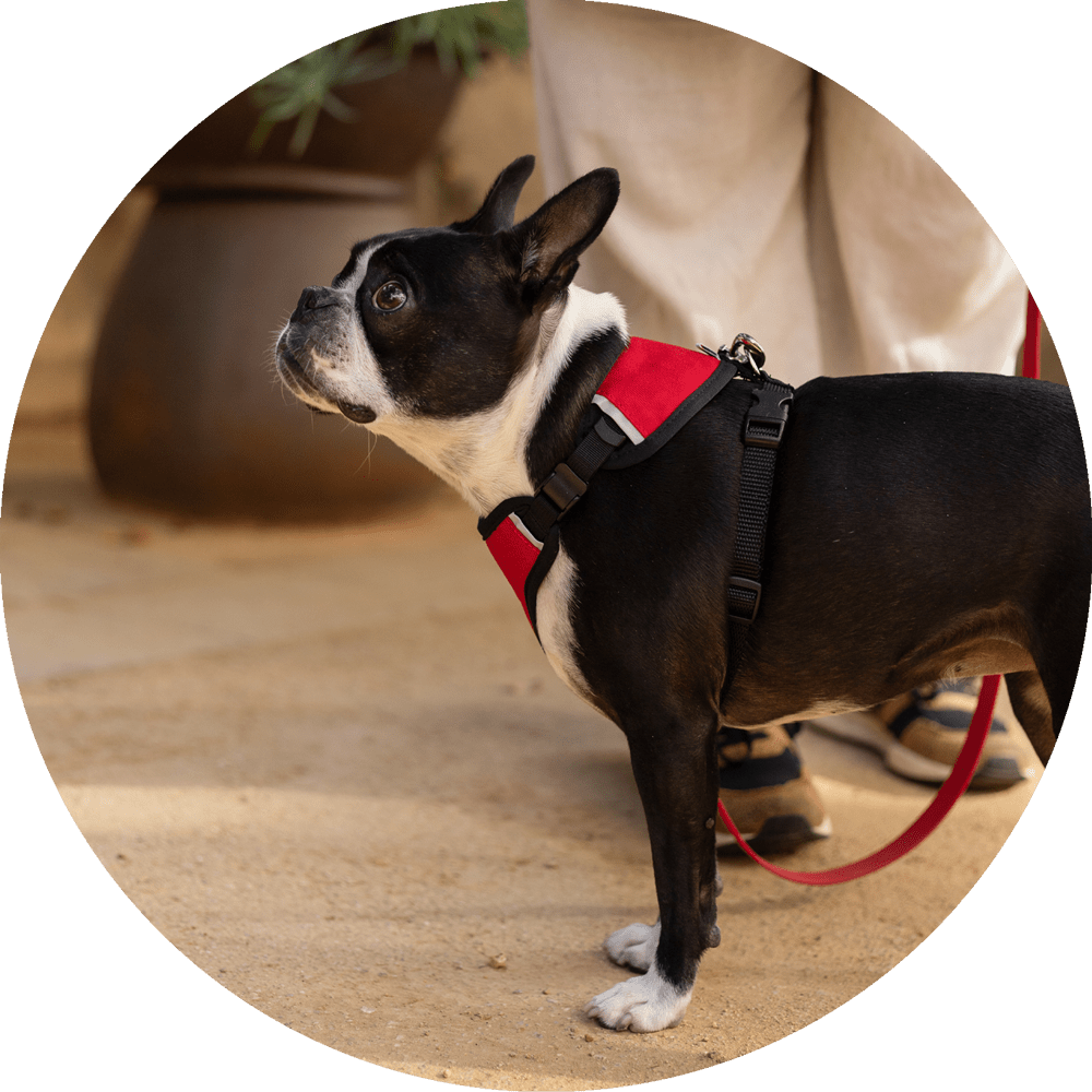 Wildebeest Sutro Snug Fit Dog Harness