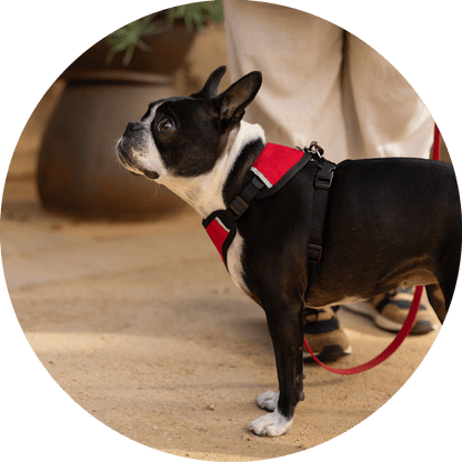 Wildebeest Sutro Snug Fit Dog Harness