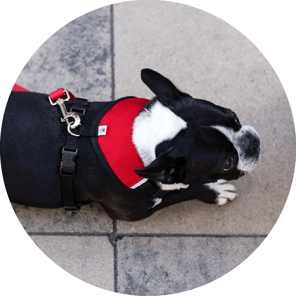 Wildebeest Sutro Snug Fit Dog Harness