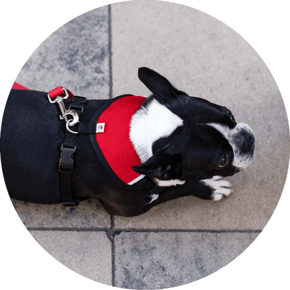 Wildebeest Sutro Snug Fit Dog Harness