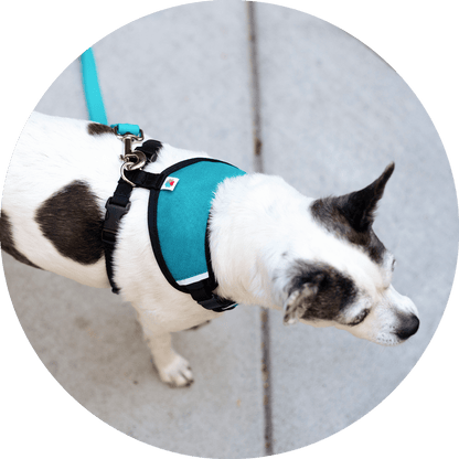 Wildebeest Sutro Snug Fit Dog Harness