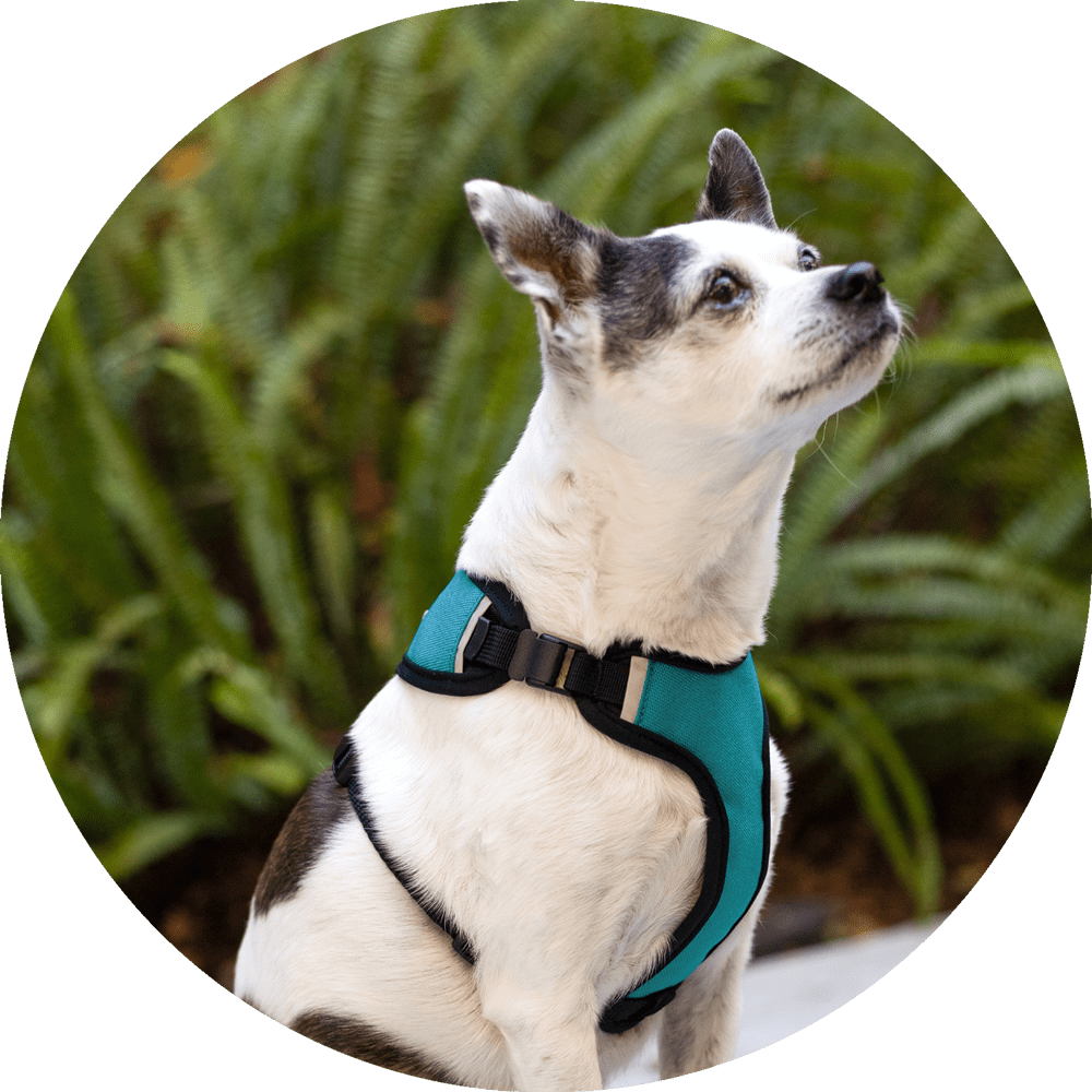 Wildebeest Sutro Snug Fit Dog Harness