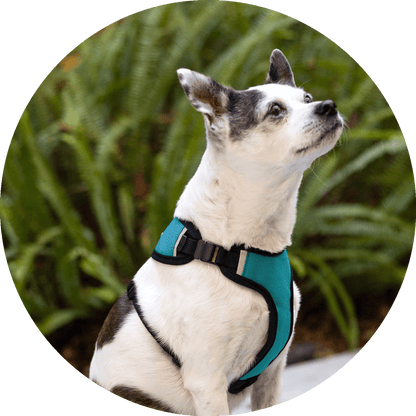 Wildebeest Sutro Snug Fit Dog Harness