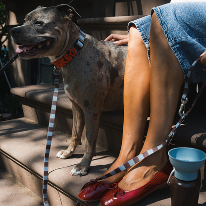 Springland Pets Waterproof Dog Collar
