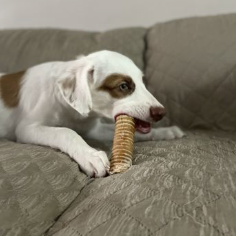 Bully Bunches - 6 Inch Beef Trachea