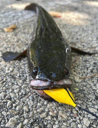 Invasive Lures Swamp Walker