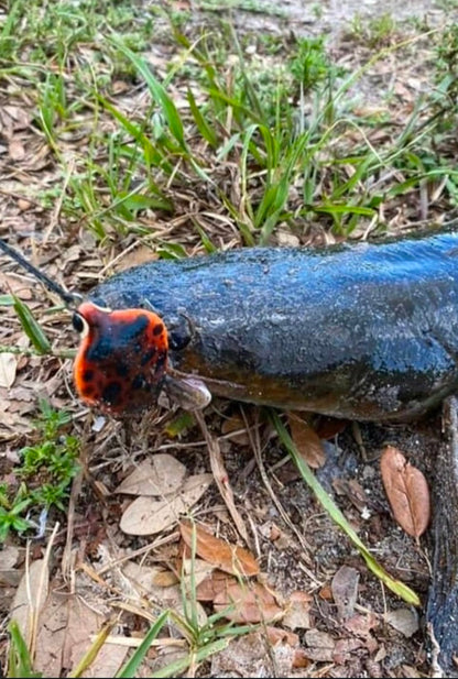 Invasive Lures King Cobra
