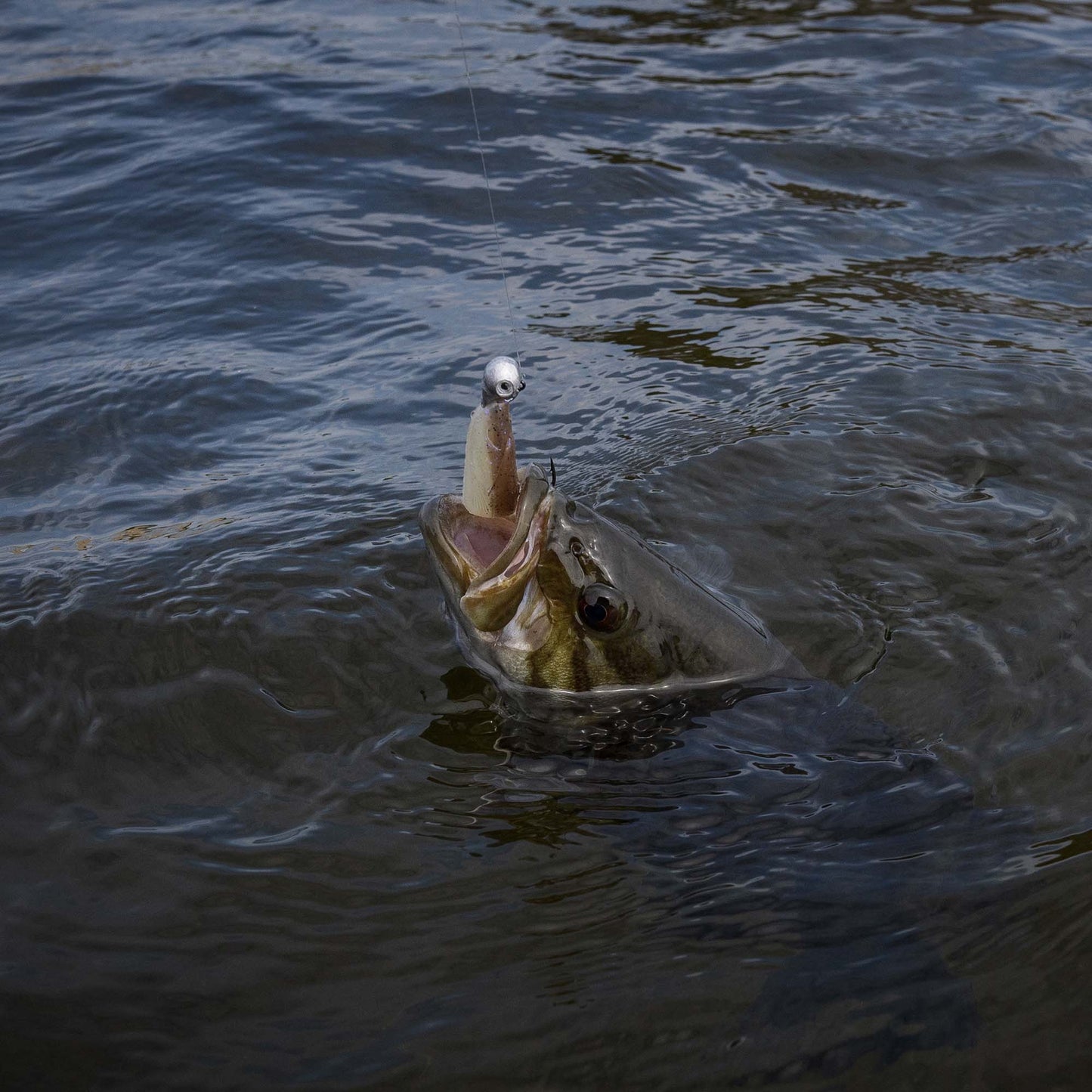 Duckett Sway Minnow