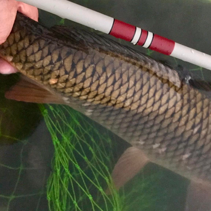 Wasatch Daikyu T-Hunter Tenkara Rod