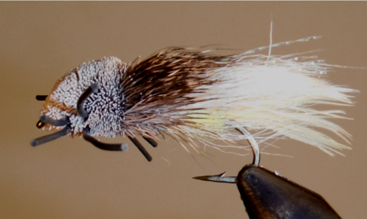 Stone Creek Tarantulas