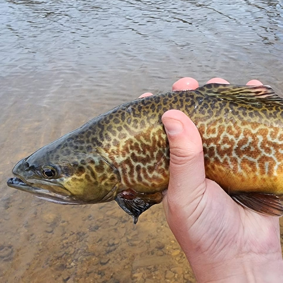Wasatch Tenkara Rods Command Force