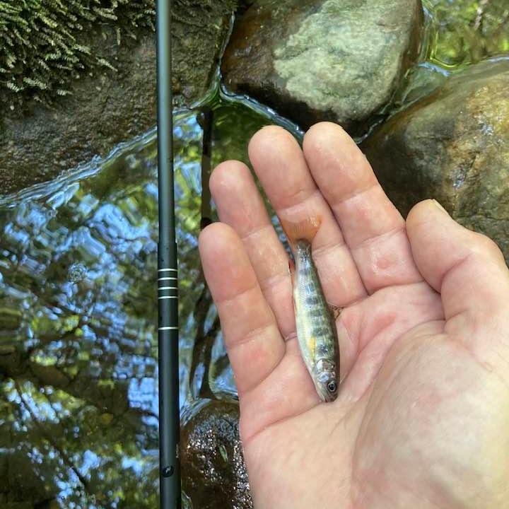 Wasatch Darth Quattro Tenkara Rod