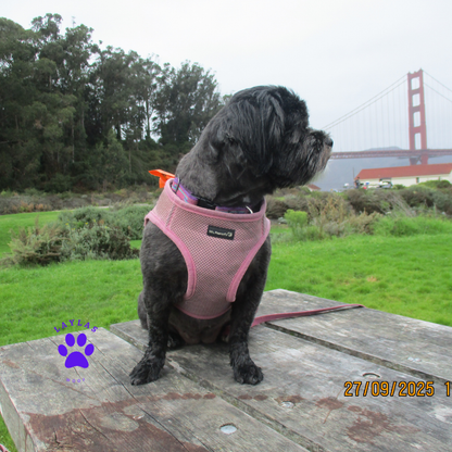 Mr. Peanut's PupTrek Harness and Leash Set,  Small Dog/Cat Soft Mesh Step In Harness Vest