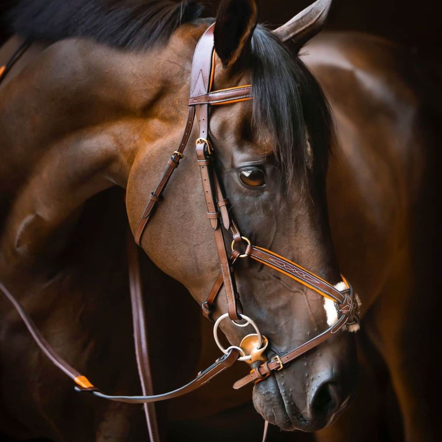 Bridles & Reins ExionPro 'Vela' Figure 8 Jumping Bridle with Reins