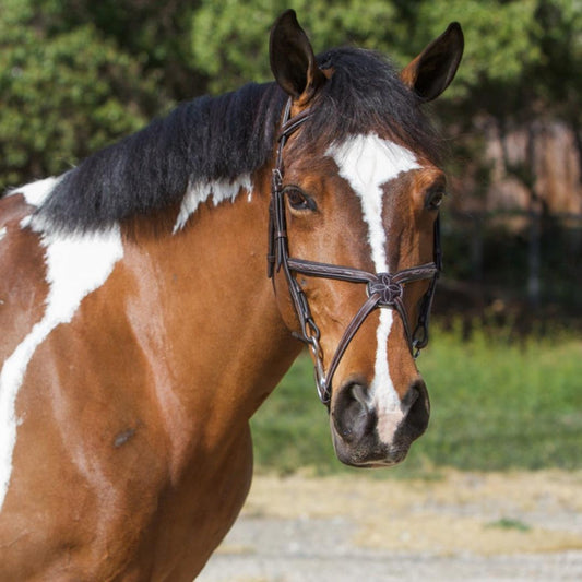 Bridles & Reins ExionPro Designer Fancy Stitched Figure 8 English Bridle With Rubber Reins