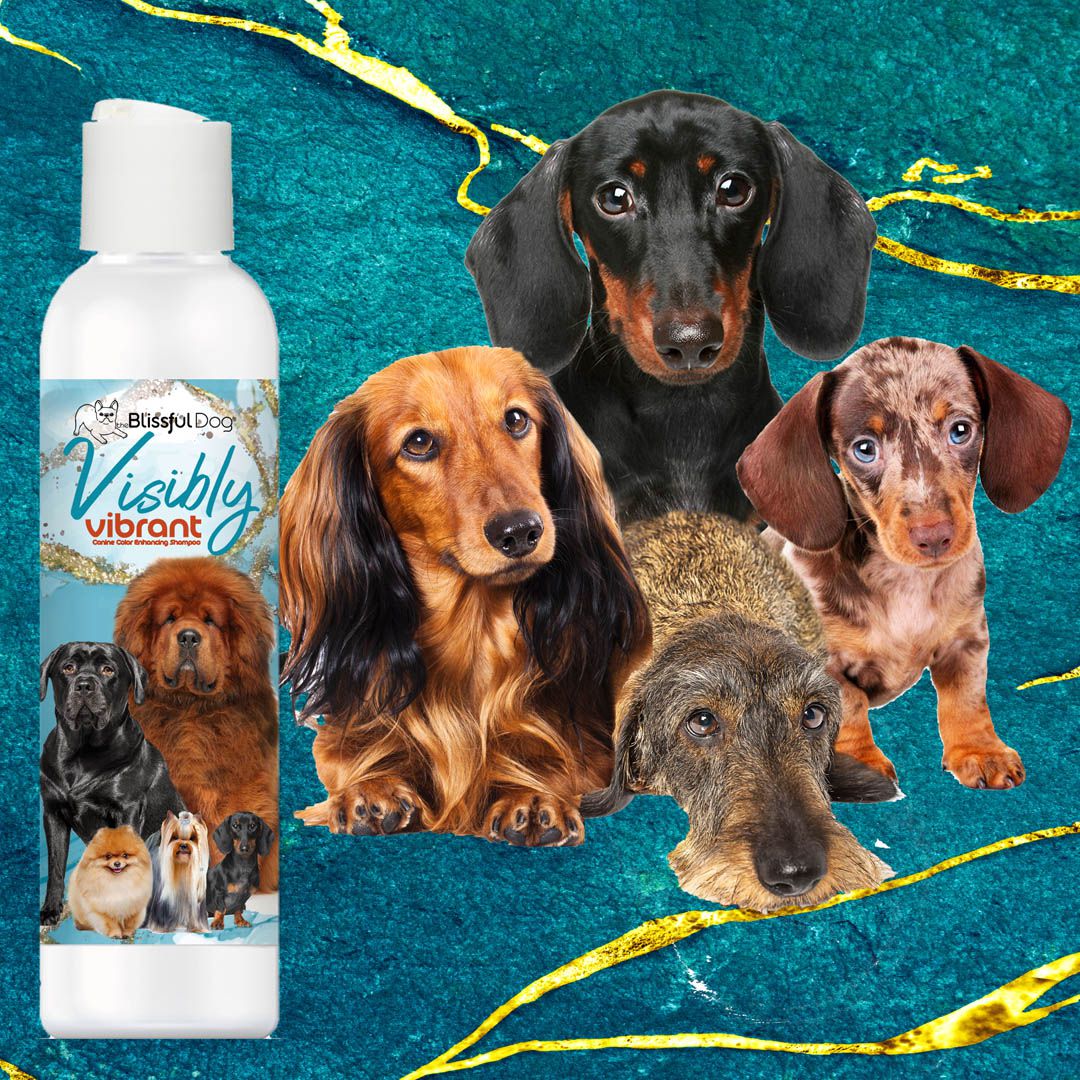 The Blissful Dog Visibly Vibrant Pet Shampoo