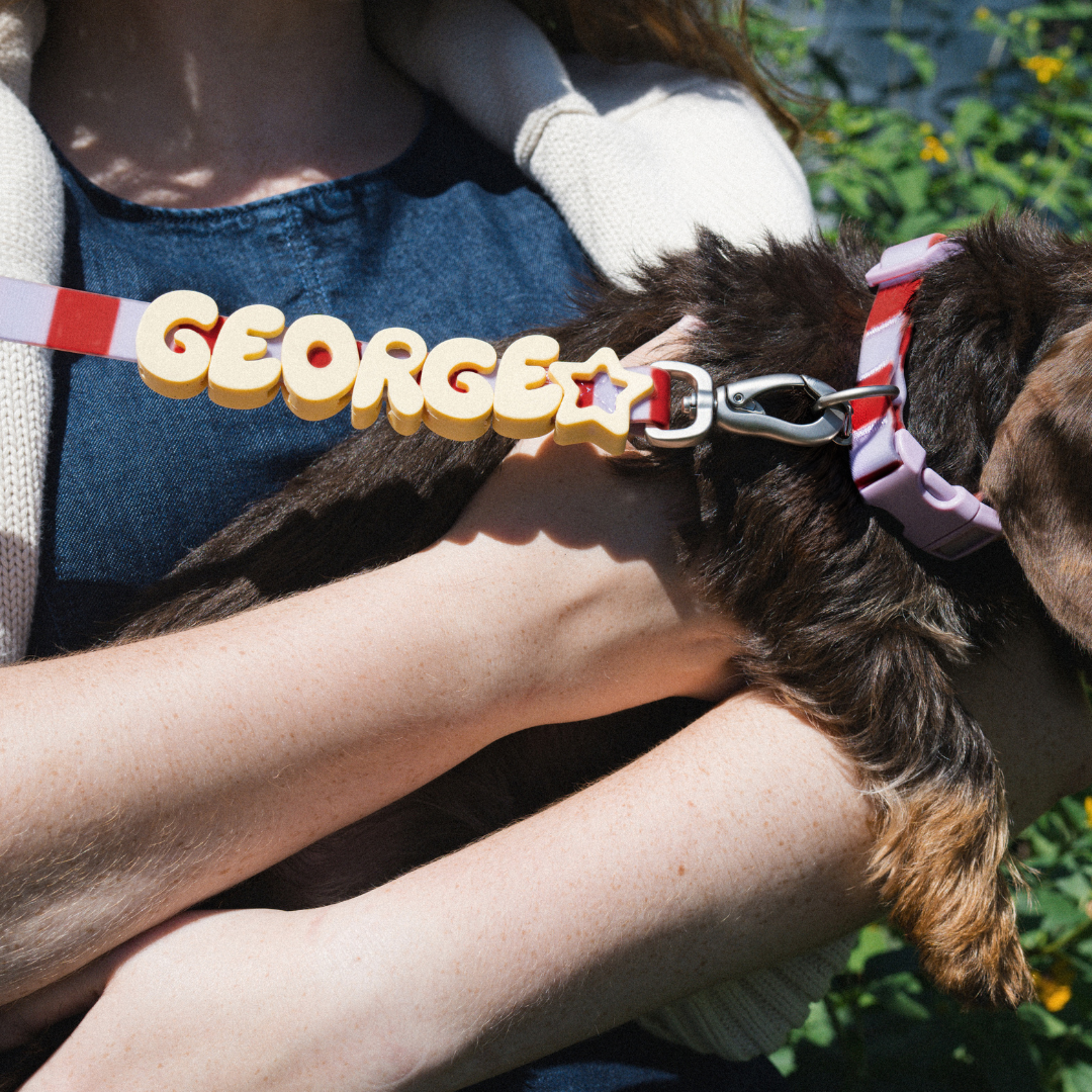 Springland Pets Waterproof Dog Collar