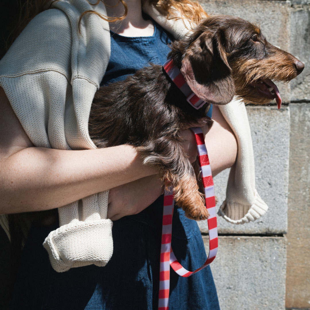 Springland Pets Waterproof Dog Collar