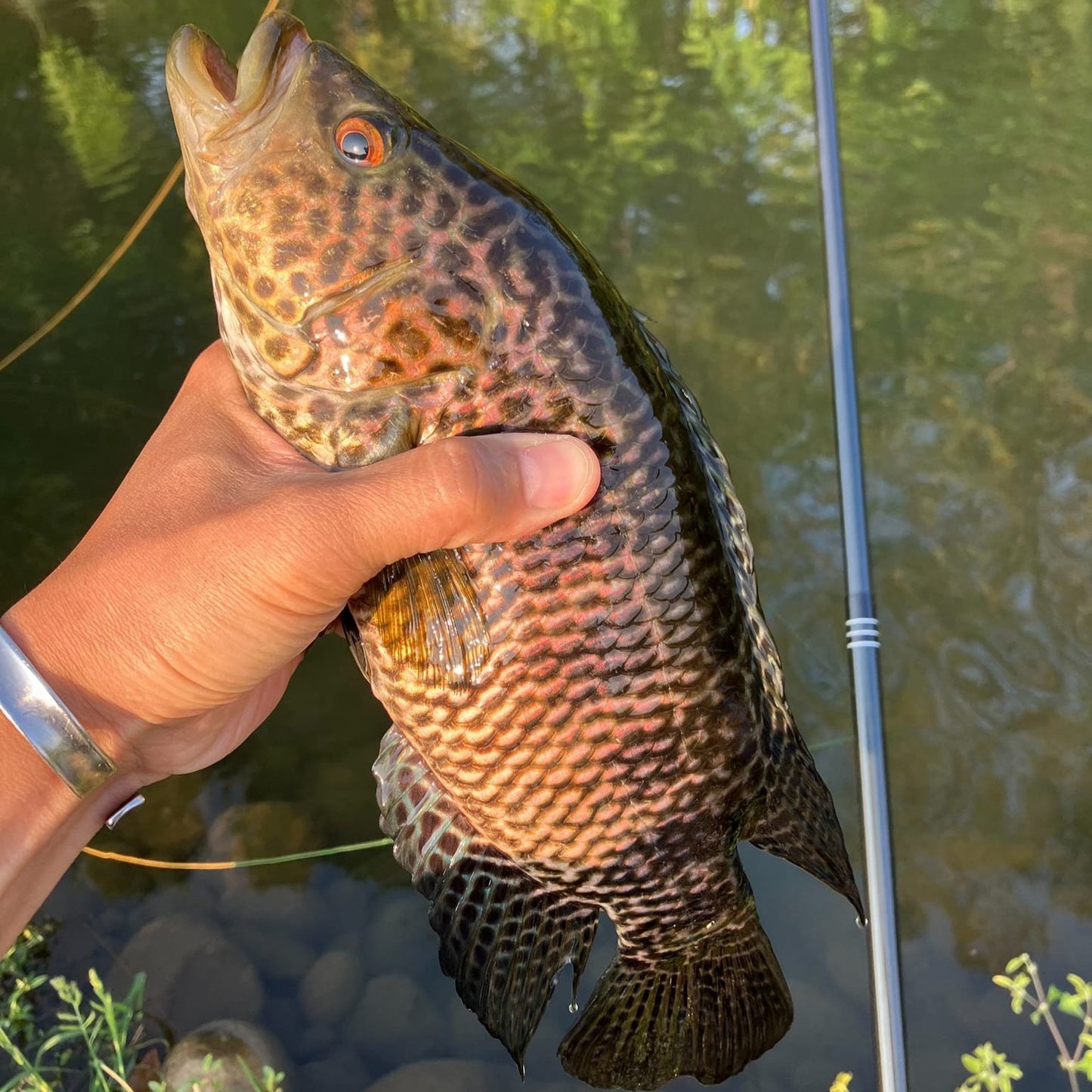 Wasatch RodZilla Tenkara Rod