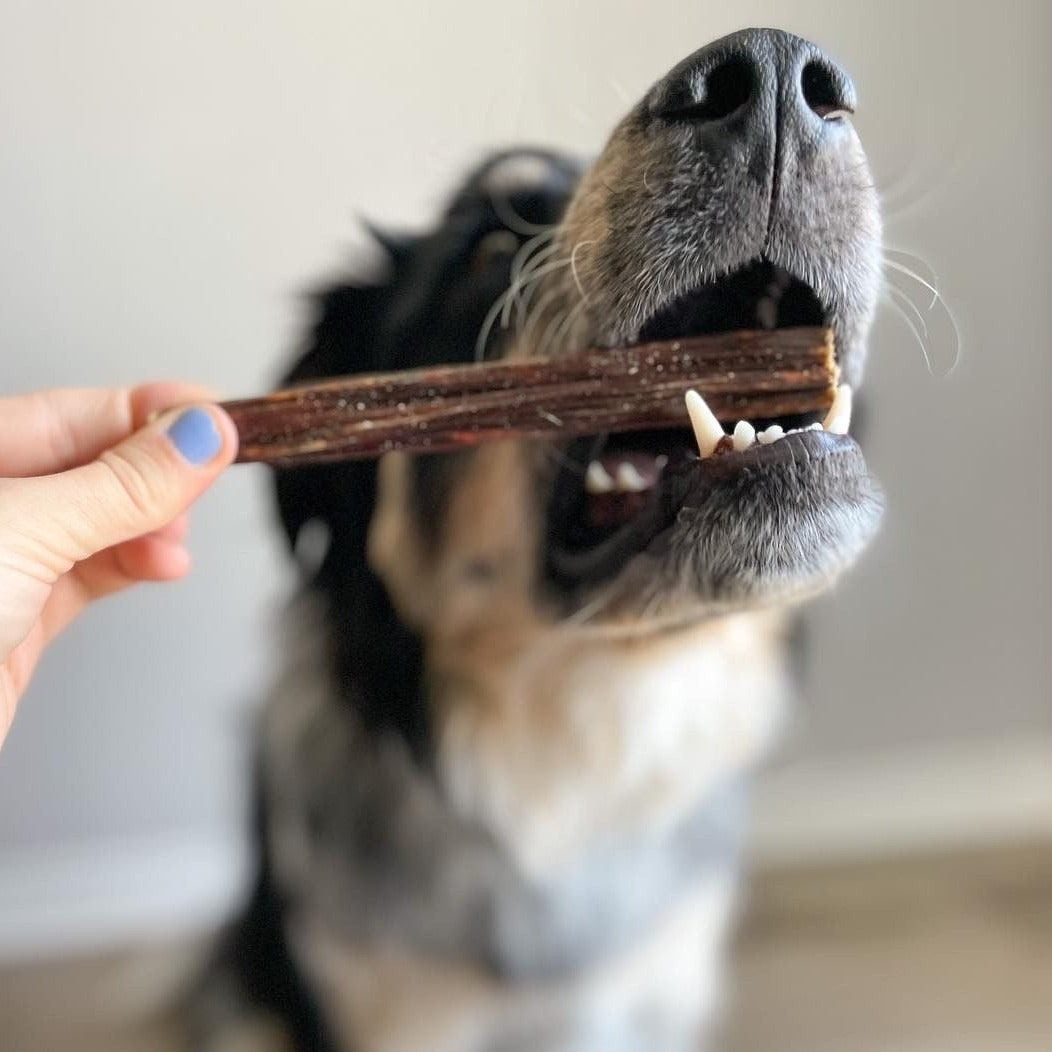 Bully Bunches - 6 Inch Beef Jerky Stick