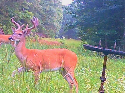 Air Boss Buck Weed ... Deer Love it!