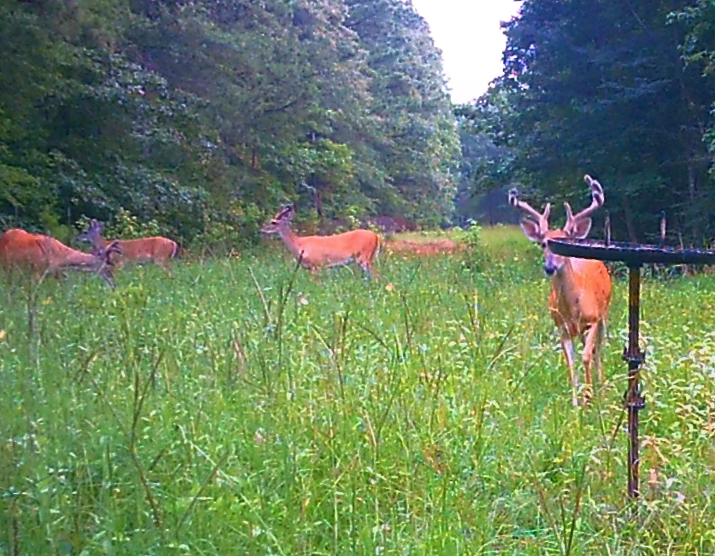 Air Boss Buck Weed ... Deer Love it!
