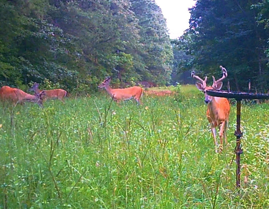 Air Boss Buck Weed ... Deer Love it!